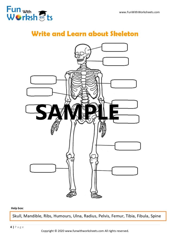 Skeleton Anatomy Activity  Moving Skeleton Craft  Instant Download (PDF) Within Skeletal System Worksheet Pdf